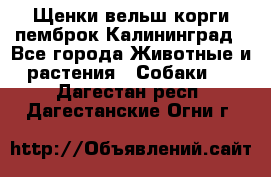 Щенки вельш корги пемброк Калининград - Все города Животные и растения » Собаки   . Дагестан респ.,Дагестанские Огни г.